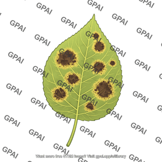 Leaf black spot