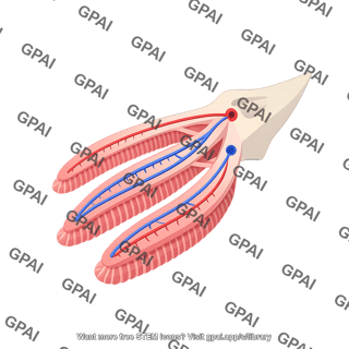 Gill fish cross section