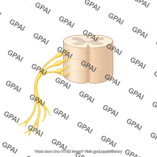 Mouse spinal cord lumbar dorsal