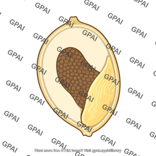 Sorghum grain structure