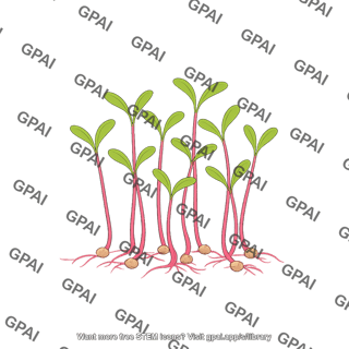 Beet microgreens