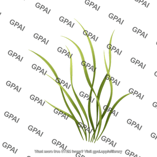 Seagrass zostera marina leaves