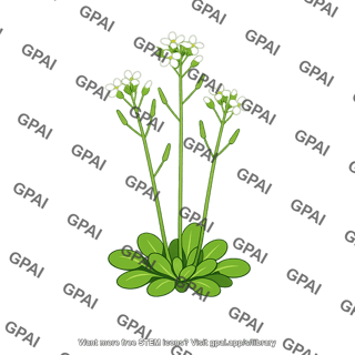 Mouse ear cress arabidopsis