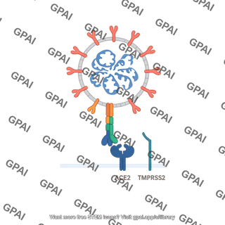 Sars cov 2 binding to ace2 receptor 2