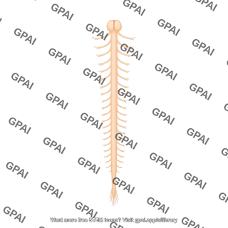 Rodent spinal cord dorsal view