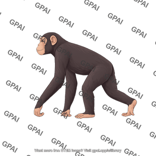 Chimpanzee pan troglodytes