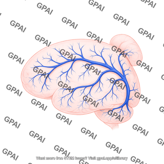 Mouse brain lateral veins