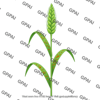 Wheat with leaf rust