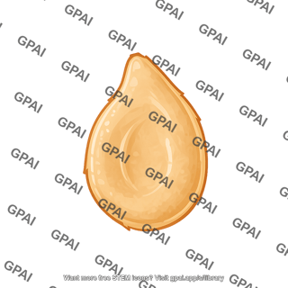 Tomato seed
