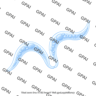 C. elegans gonad arm
