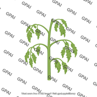 Tomato plant wilted