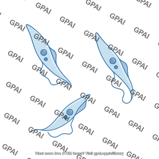 Trypanosomes epimastigote