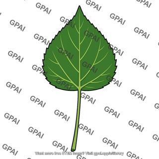 Balsam poplar leaf