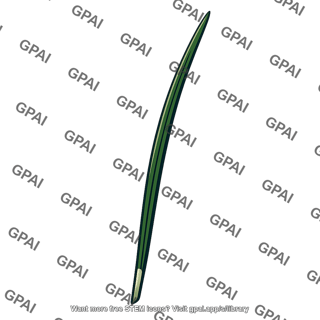 Pine needle