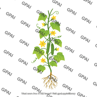 Cucumis plant
