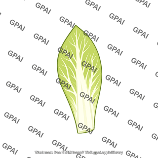 Belgian endive leaf