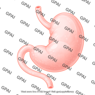 Mouse stomach