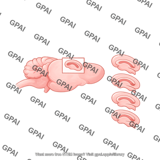 Mouse brain hippocampal slices