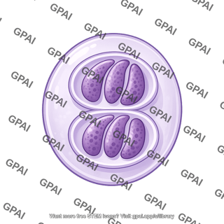 Toxoplasma gondii sporulated oocyst