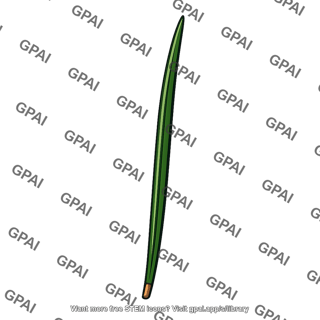 Conifer needle