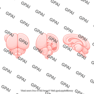 Mouse brain dorsal view caudal rostral turn sagittal cut offset midline