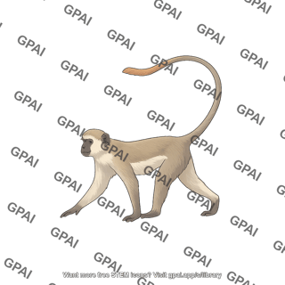African green monkey chlorocebus aethiops