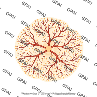 Retinal vasculature deep mouse