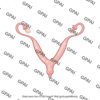 Mouse uterus with oviducts