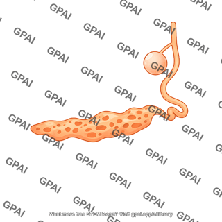 Drosophila larvae organ fat body lateral