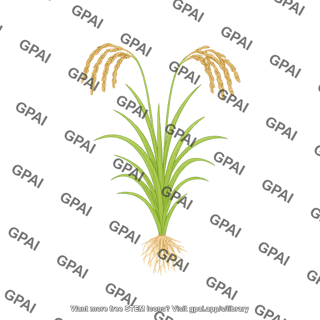 Rice weedy