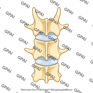 Rat vertebra lumbar dorsal view