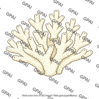 Coral bleached