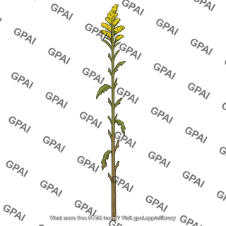 Goldenrod defoliated