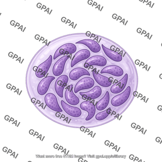 Toxoplasma gondii tissue cyst
