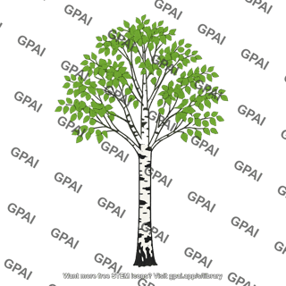 Silver birch