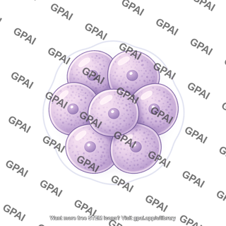 Sea urchin embryo 8 cell