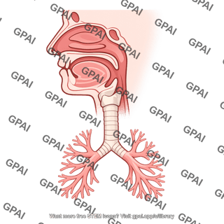 Respiratory tract