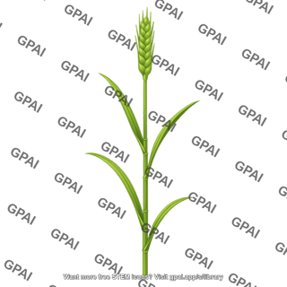Wheat stem extension stage