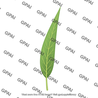 Leaf long