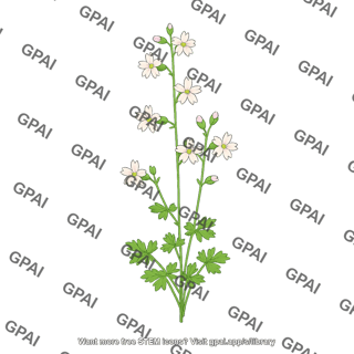 Lithophragma parviflorum