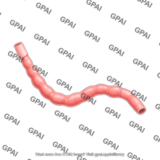 Mouse esophagus lateral