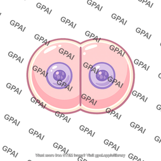 Zygote dividing