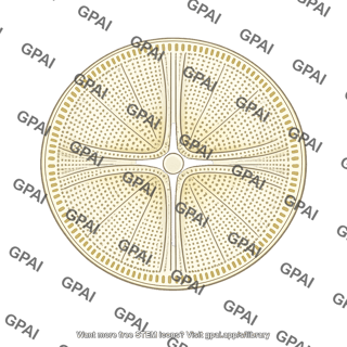 Diatom shell