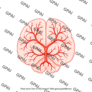 Mouse brain dorsal arteries