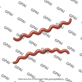 Spirochete