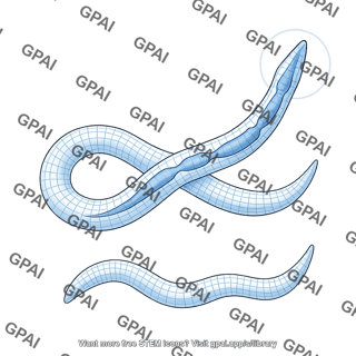 C elegans pharynx