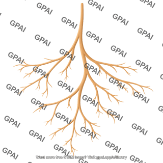 Roots