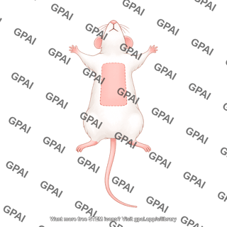 Mouse supine shaved for surgery