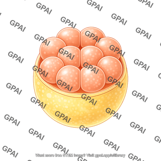 Zebrafish embryo 04b. 16 cell stage cross section
