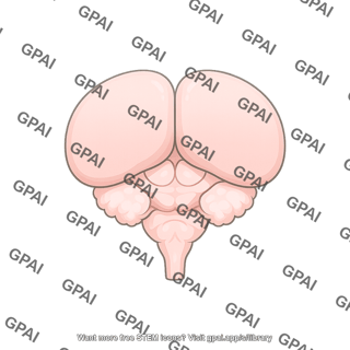 Mouse brain dorsal 275